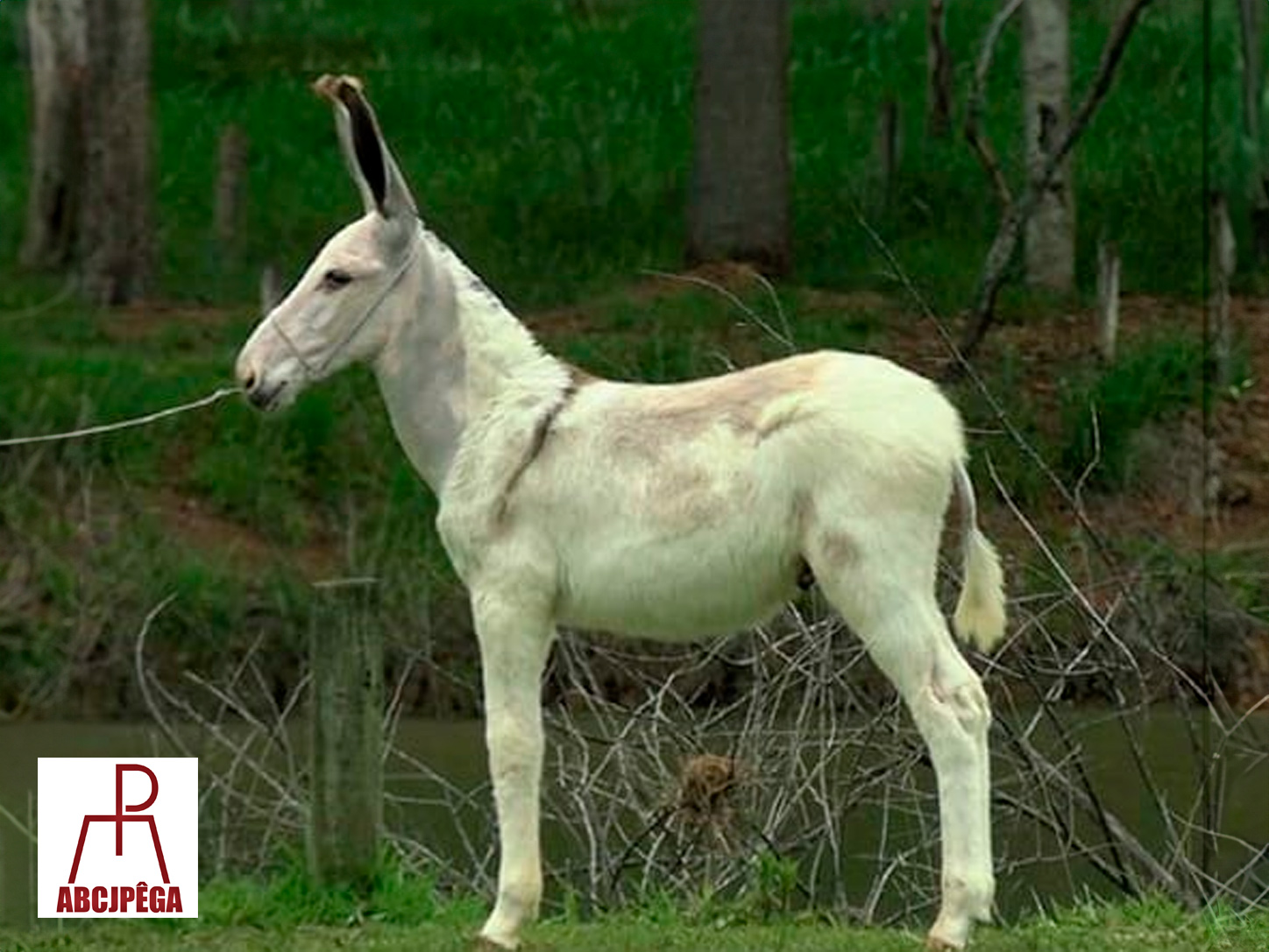 NETUNO DE LAGOA DOURADA