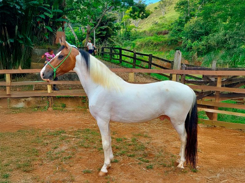 Fuzileiro do Haras Ventania