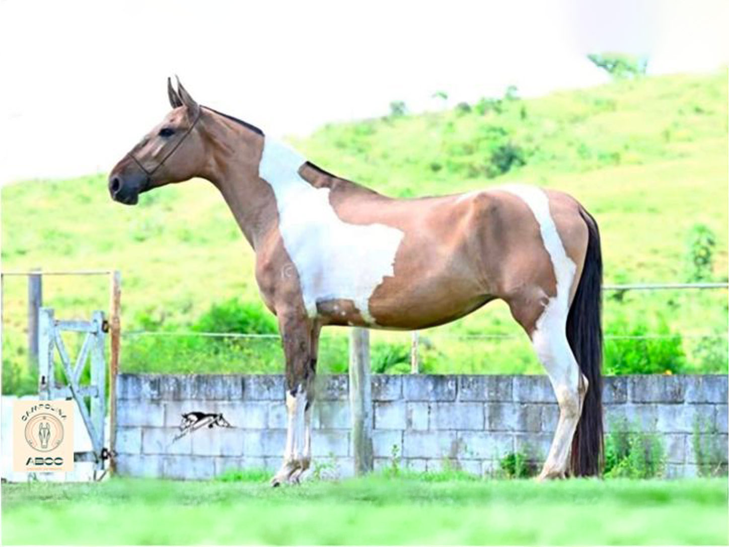 HERANÇA DO HARAS DA MARCHA