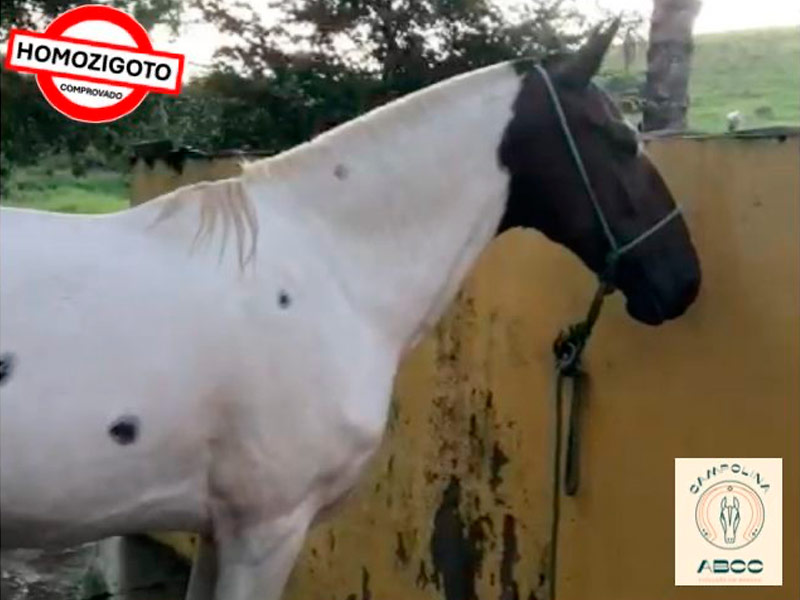 Sexta Feira do Aporã